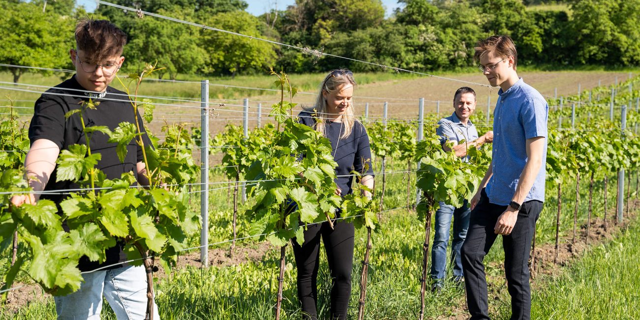 Weingarten Familie Grafl - Grafl Weine